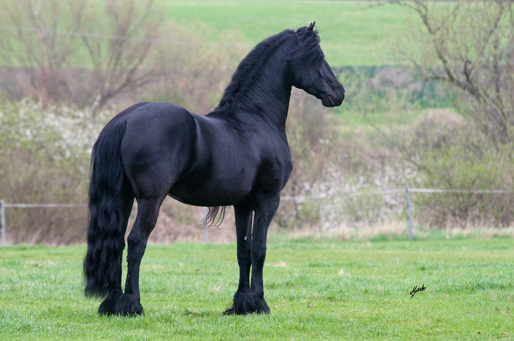 Fríský kůň