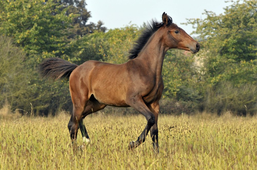 Westfálský kůň
