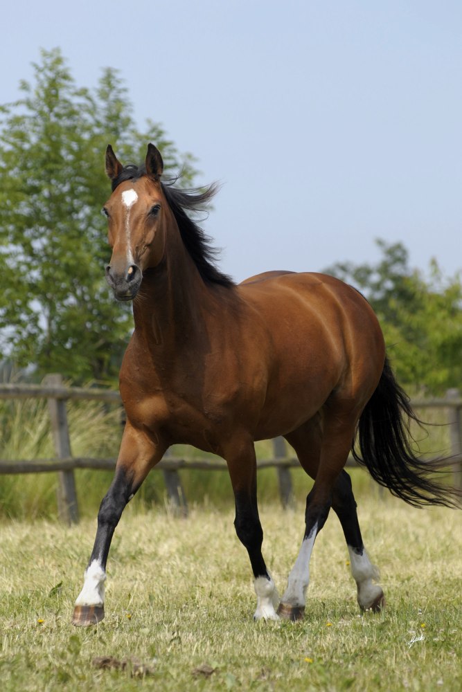 Westfálský kůň