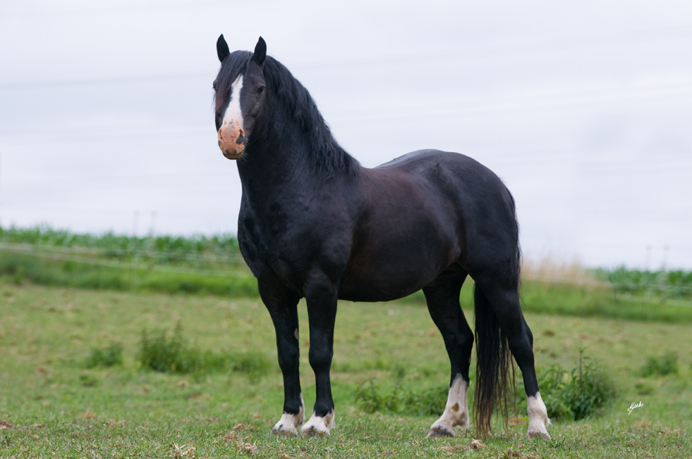 Welsh pony of cob type