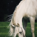 starokladrubský kůň | fotografie