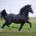 Welsh pony of cob type | fotografie