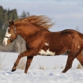 American paint horse | fotografie
