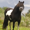 shetland pony | fotografie