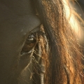 Merénský kůň | fotografie