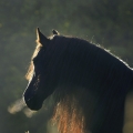 fríský kůň | fotografie