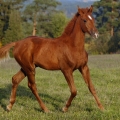 Oldenburský kůň | fotografie