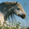 welsh mountain pony | fotografie