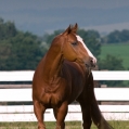 American quarter horse | fotografie
