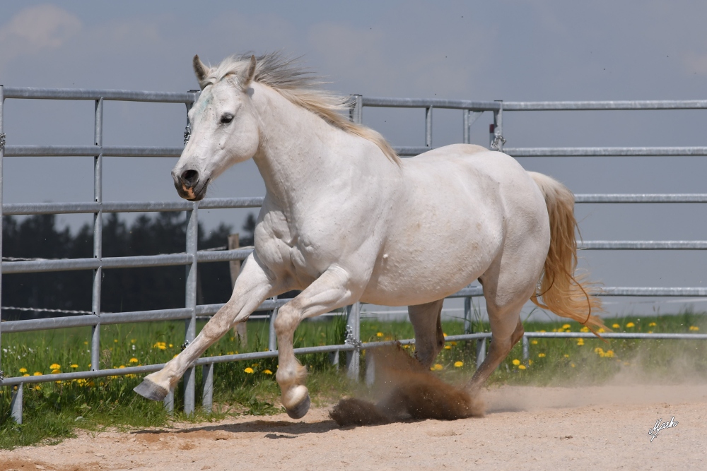 American Quarter Horse