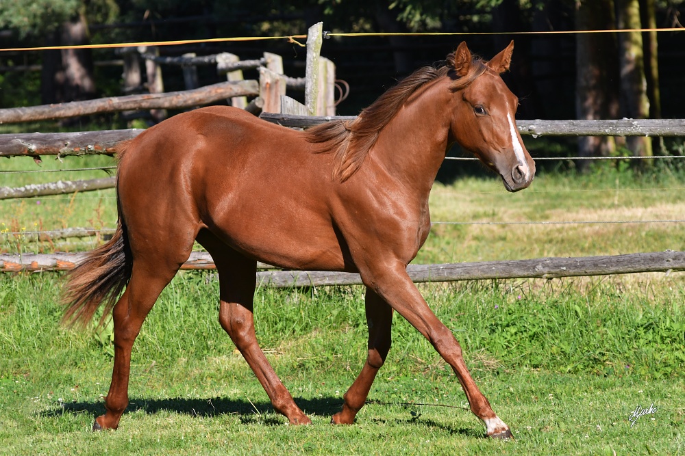 American Quarter Horse