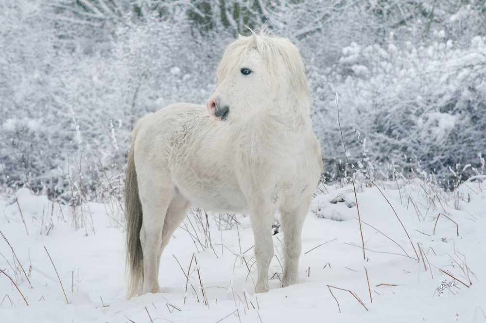 welsh mountain pony