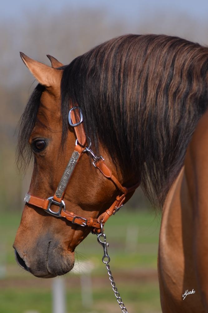 American quarter horse