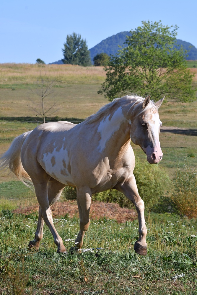 American Paint Horse