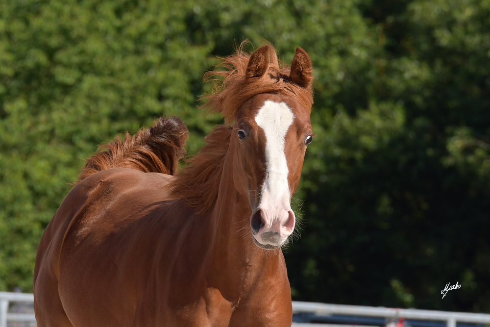 American quarter horse