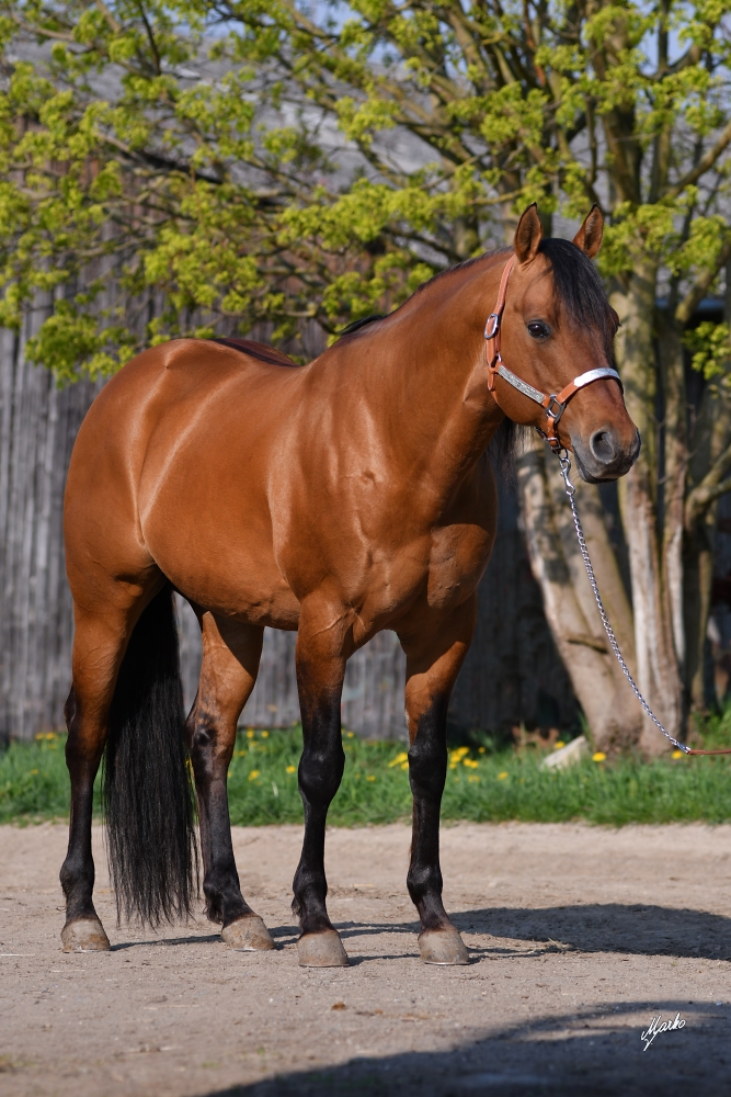 American quarter horse