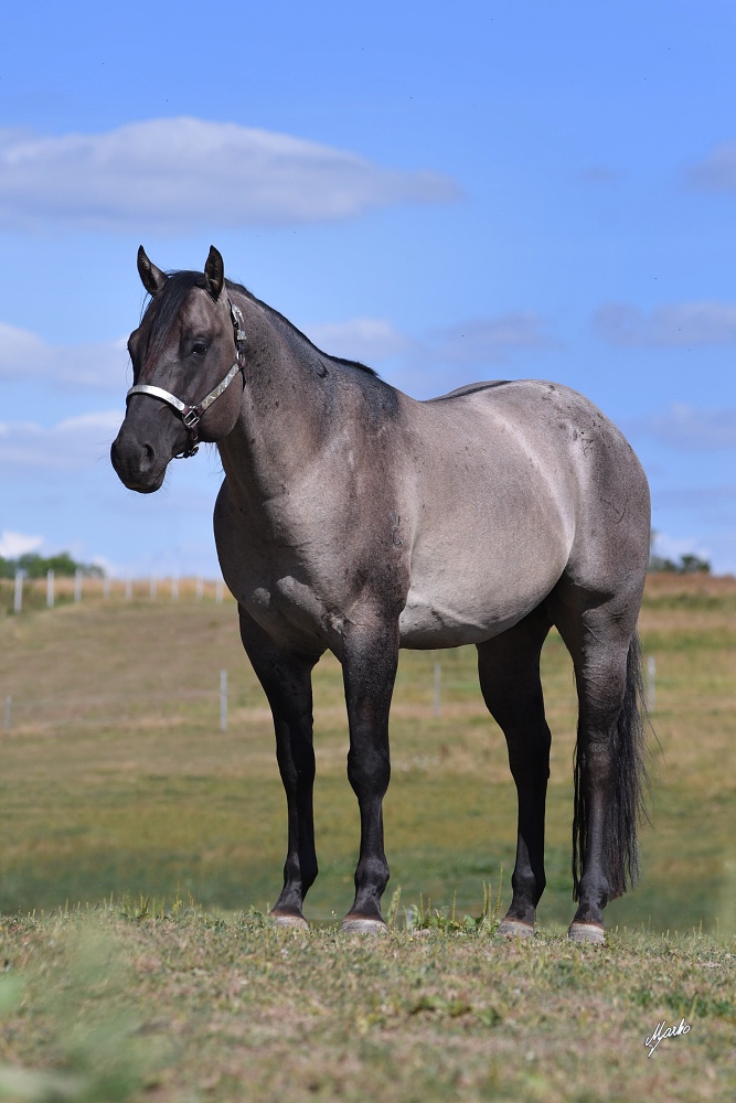 American Quarter Horse