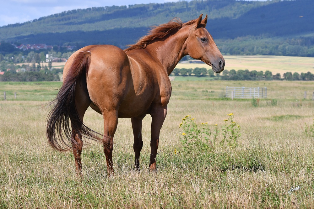 American Quarter Horse