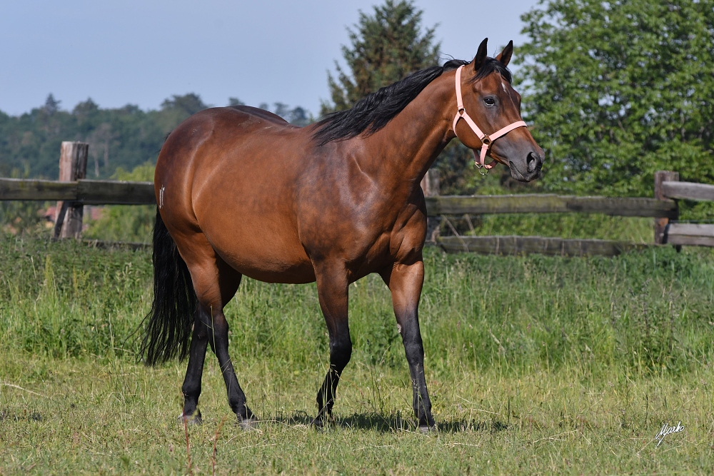 American Quarter Horse