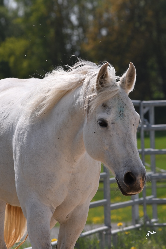 American Paint Horse