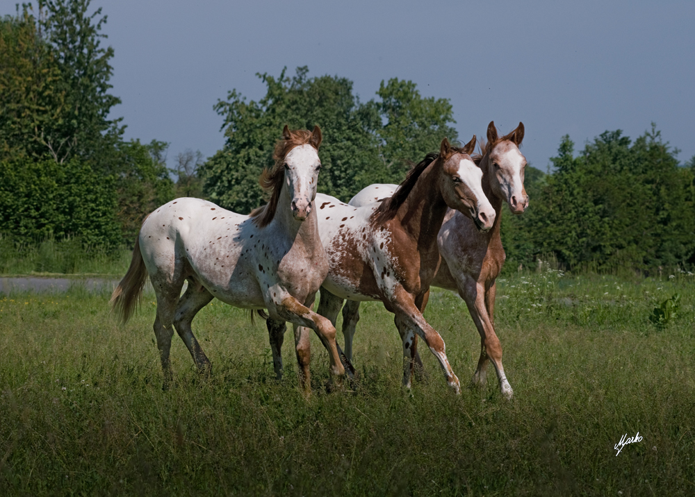 Appaloosa