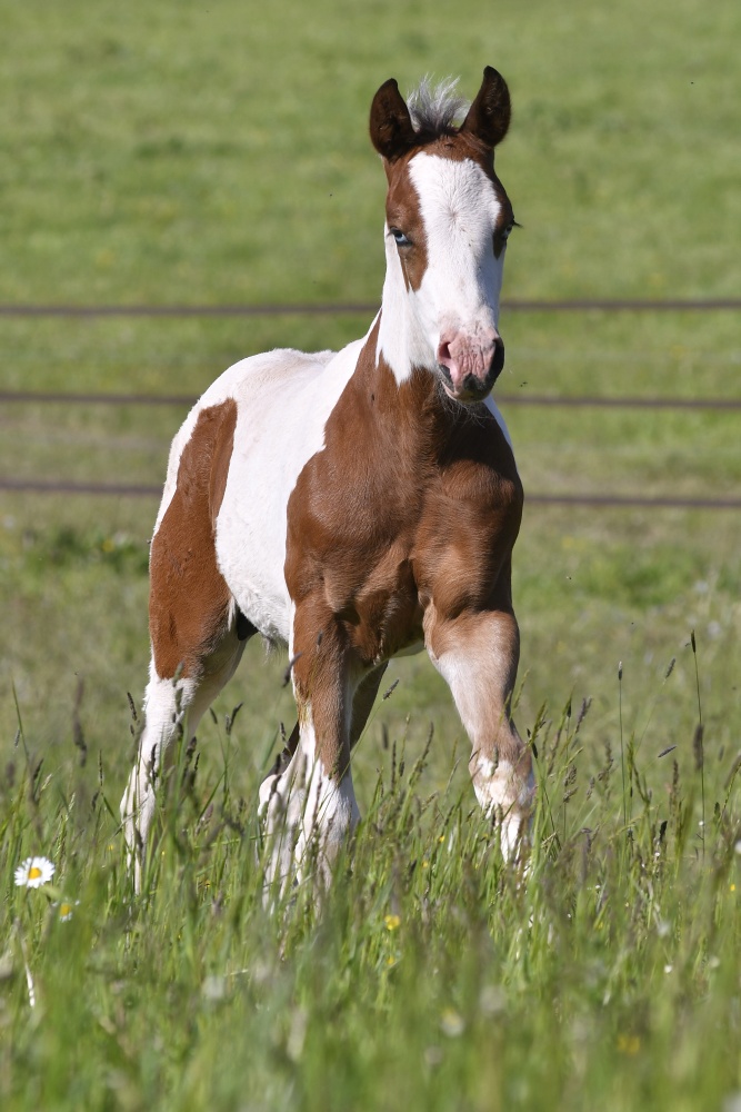 American Paint Horse