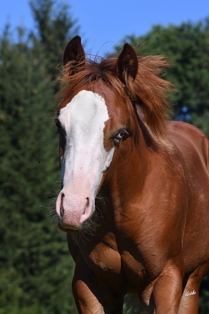 American Quarter Horse