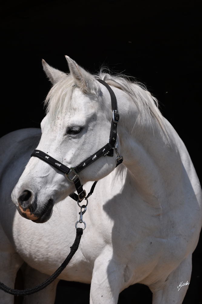 American Quarter Horse