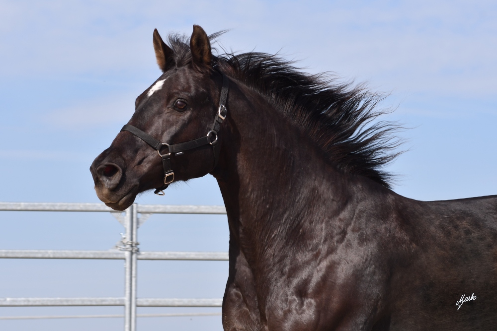 American Quarter Horse