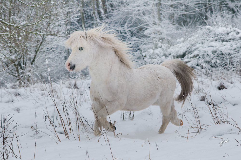 welsh mountain pony