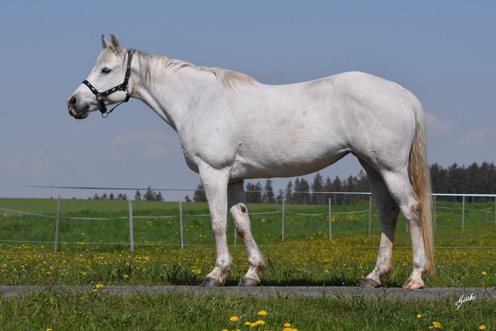 American Quarter Horse