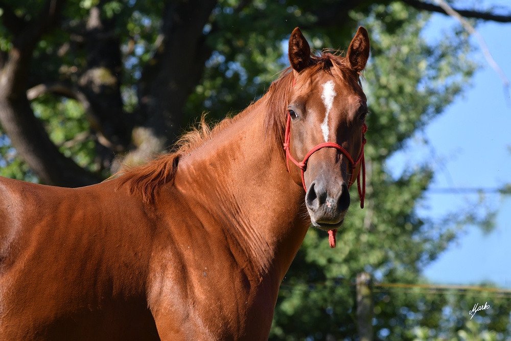 American Quarter Horse