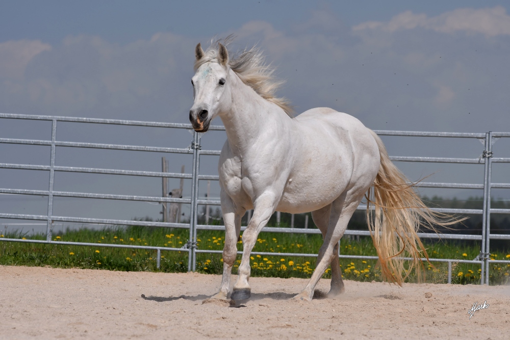 American Quarter Horse