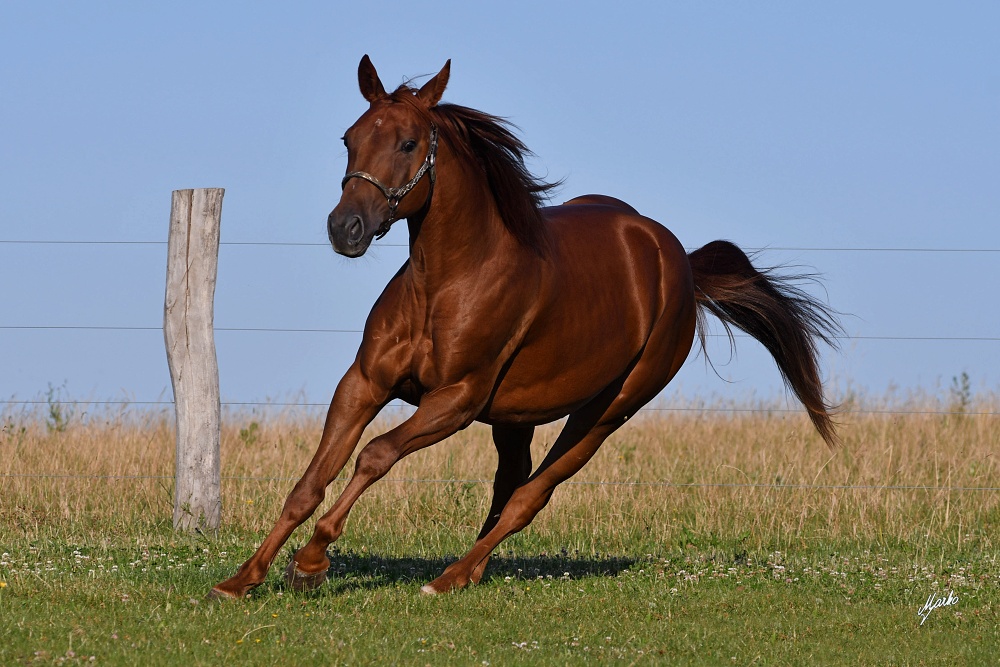 American Quarter Horse