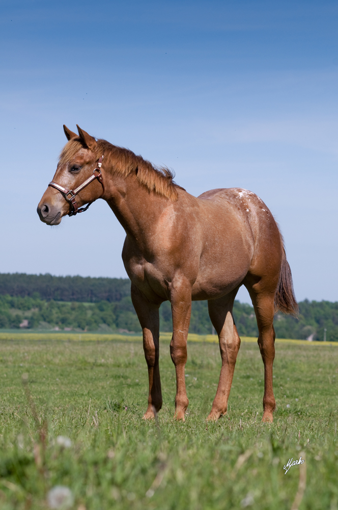 Appaloosa