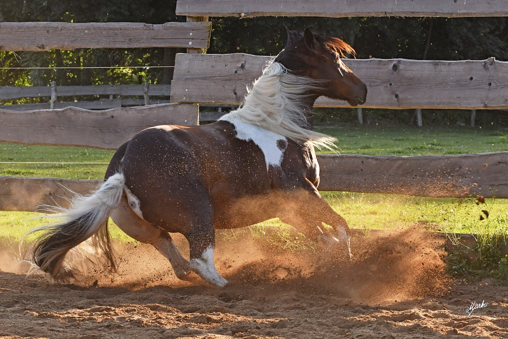 American Paint Horse