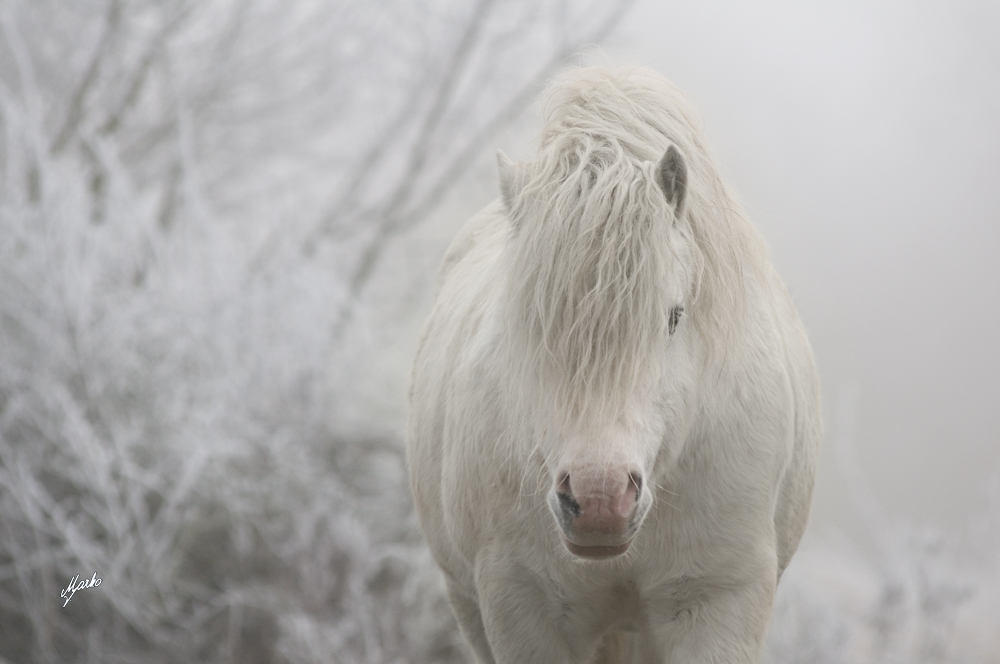 Welsh mountain pony