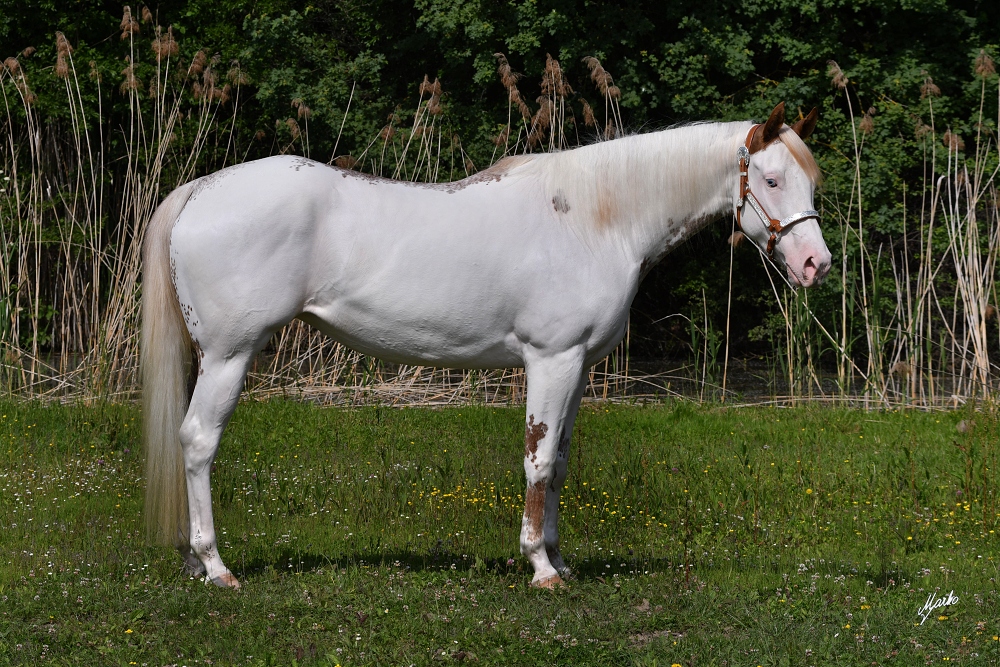 American Paint Horse