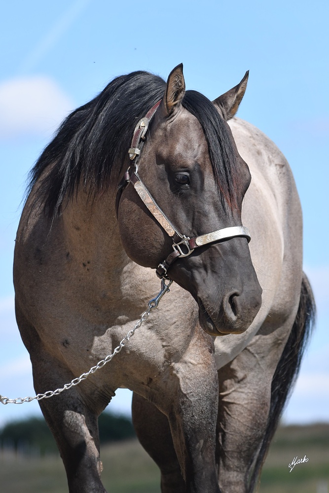 American Quarter Horse