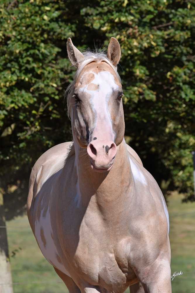 American Paint Horse