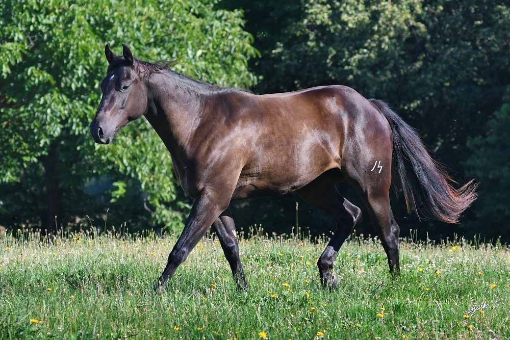 American Quarter Horse