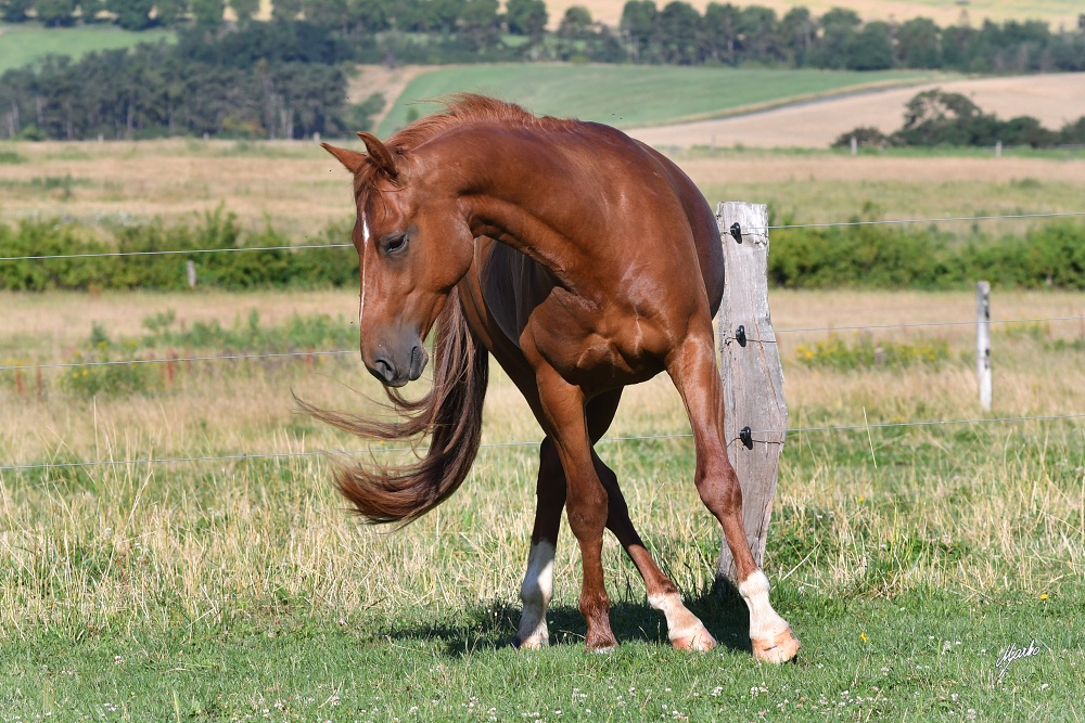 American Quarter Horse