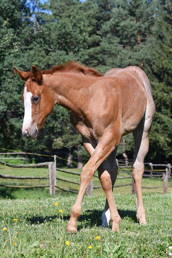 American Quarter Horse