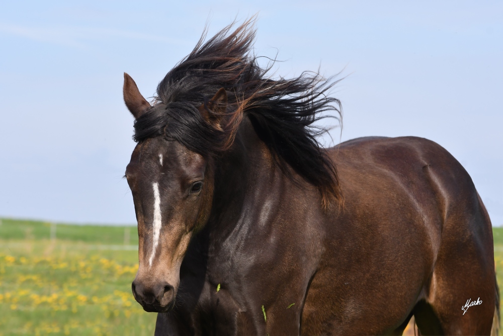 American Paint Horse