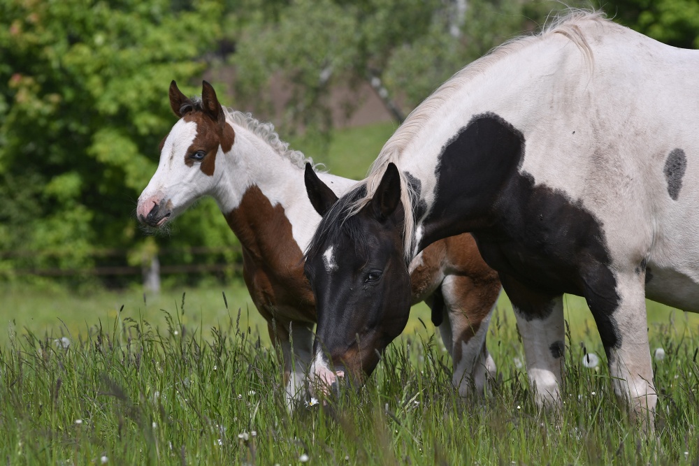 American Paint Horse