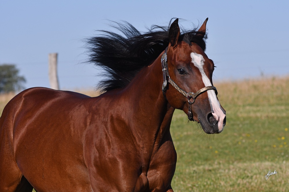 American Quarter Horse