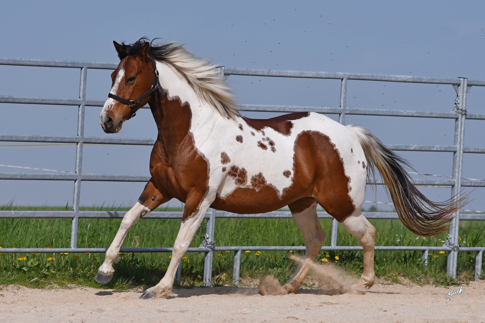 American Paint Horse