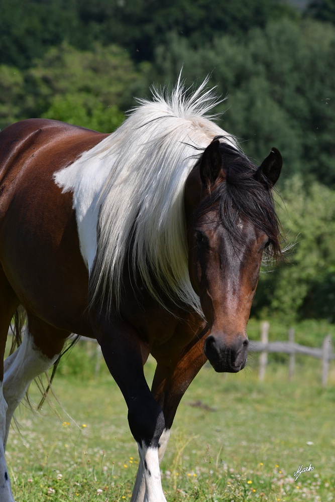 American Paint Horse