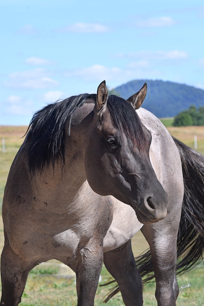 American Quarter Horse