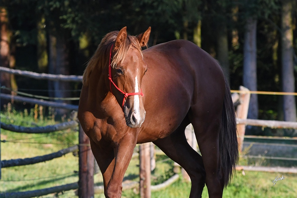 American Quarter Horse